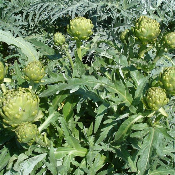 Artichoke Extract