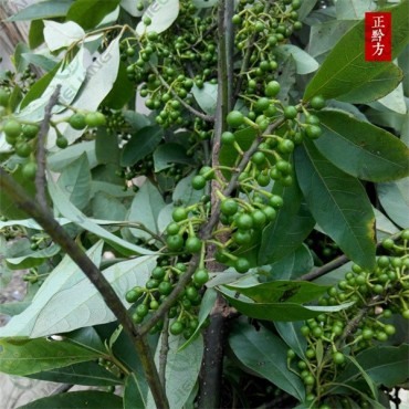 Litsea Cubeba Oil, Litsea Cubeba Oil